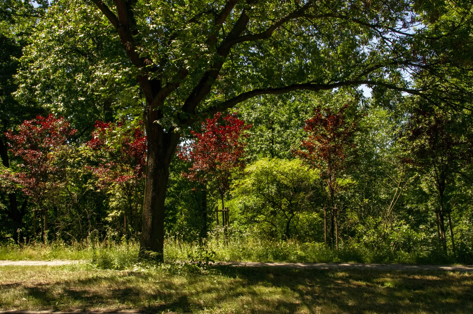 Park Środula Okrzei